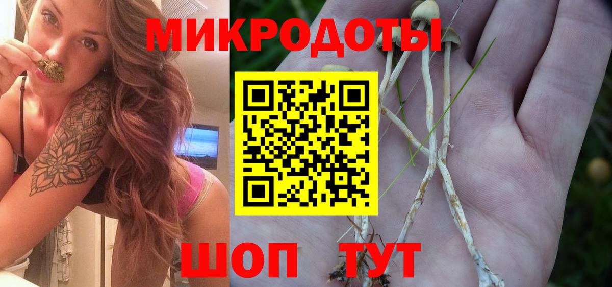 Псилоцибиновые грибы Psilocybine cubensis Владимир